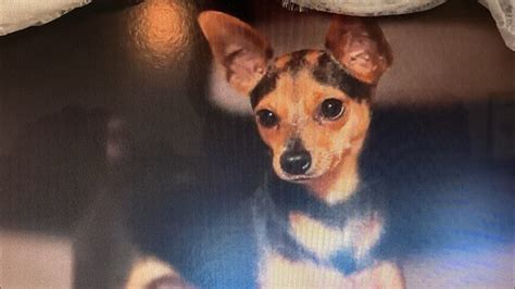 Rebecca Zamolo Dog Peanut has died in July 9 2023 the age of 15.